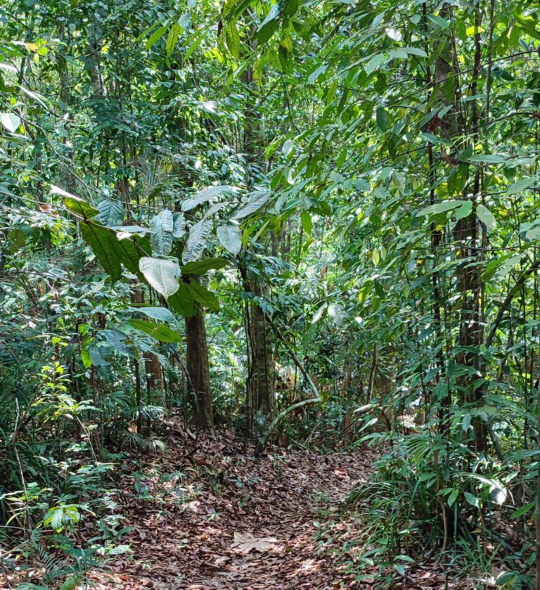 Read more about the article Terletak di dalam hutan – Im Dschungel gefangen